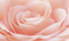 Light pink rose
