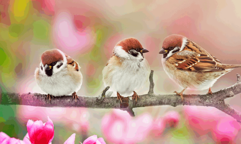 Three little birds